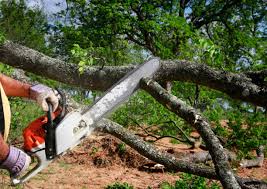 Best Tree Removal  in Gilcrest, CO